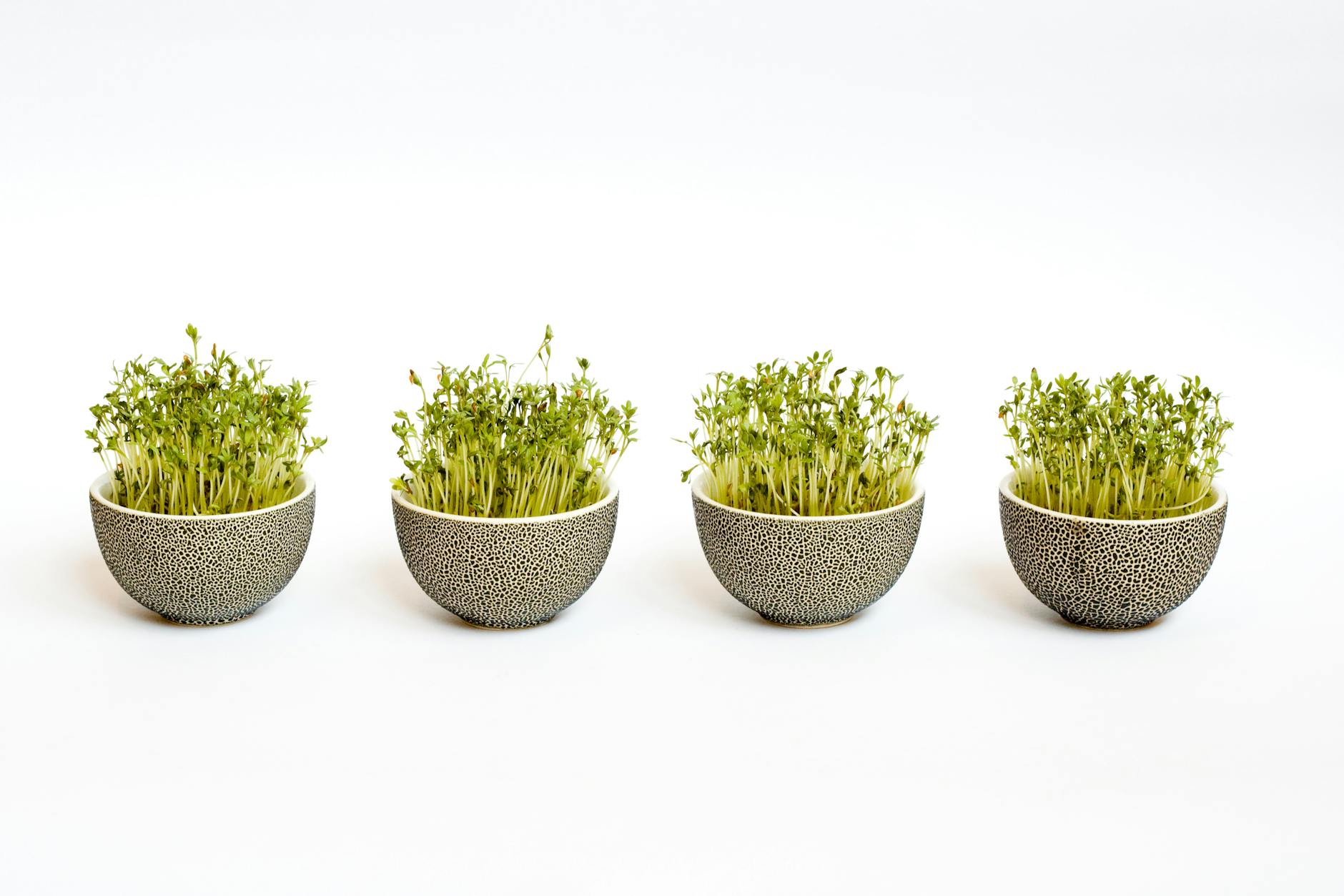 Classic Sprouts Salad